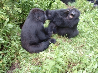Chimpanzees together in forest vegetation