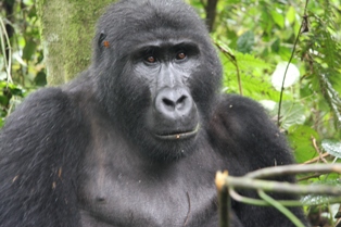 A gorilla in forest vegetation