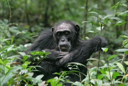 A chimpanzee in Kibale forest vegetation